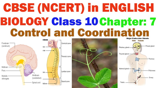 CBSE Class 10 - Human brain Offered by Unacademy