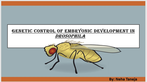 CSIR-UGC NET - Embryonic Development in Drosophila (in Hindi) Offered ...