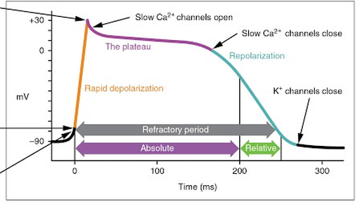 CSIR-UGC NET - Action Potential in Pacemaker and Conduction cells ...